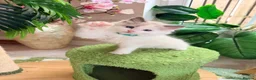 Ragdoll cats for sale: Stunning  Champion lines Ragdoll kittens  - Advert 9