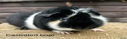 Guinea Pig rodents for sale: Guinea pigs - Advert 15