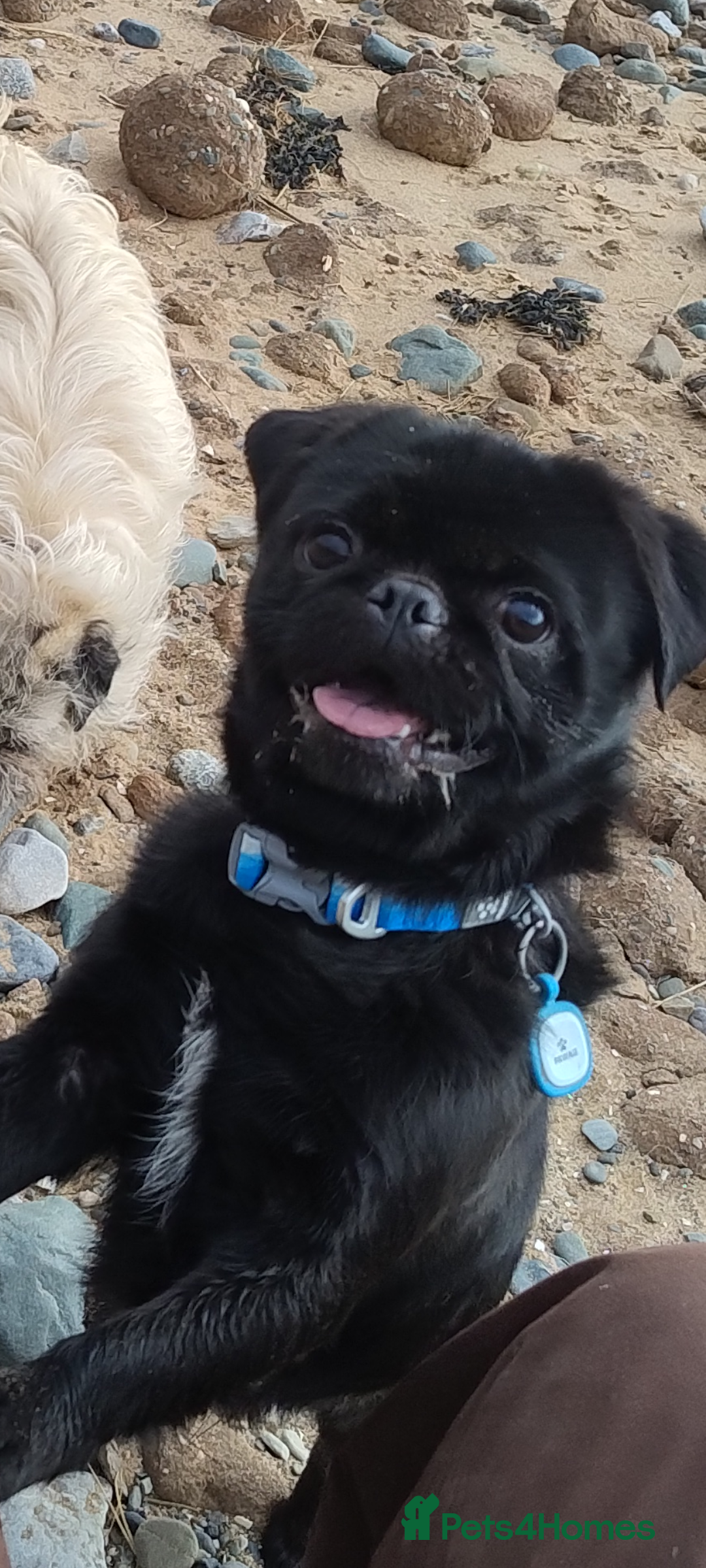 Pug dogs for stud: Fluffy pug for Stud - Image 5