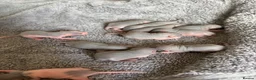 Rat rodents for sale: Beautiful short-haired baby rats 🐀 - Advert 4