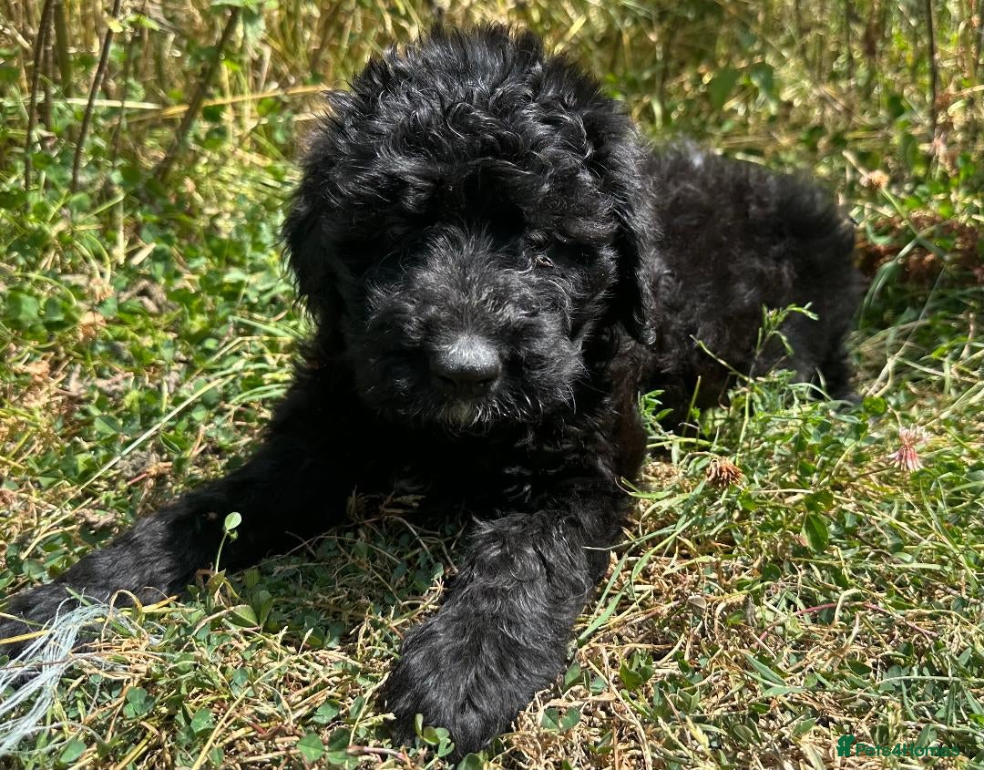 Bernedoodle dogs F1 STANDARD BERNADOODLES LAST 2 B/W GIRLS REDUCED - Advert 2