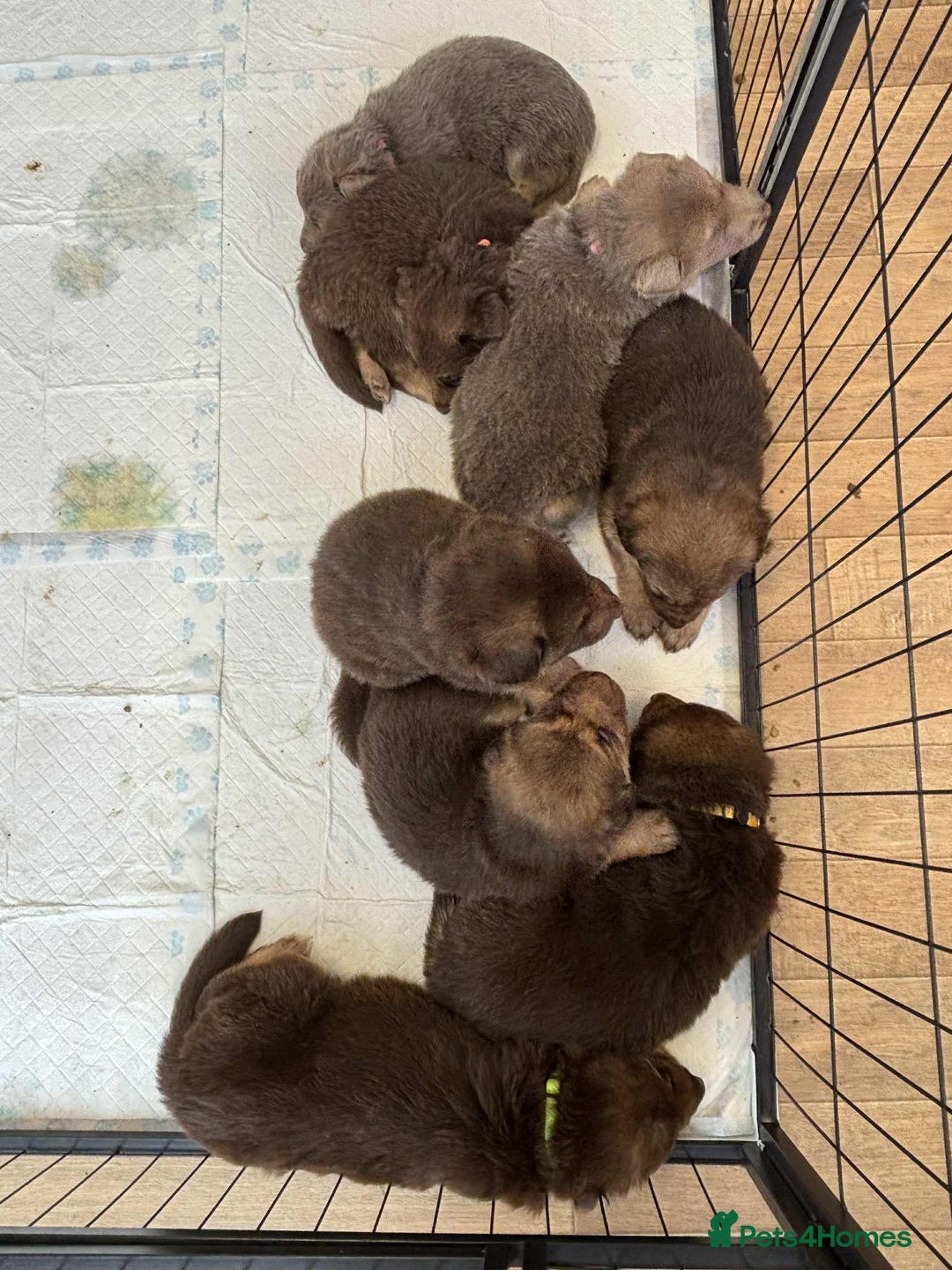 German Shepherd dogs for sale: READY TO leave 1 left German Shepherd kc reg pups - Advert 32