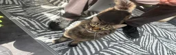 Mixed Breed cats for sale: Male cat  - Advert 3