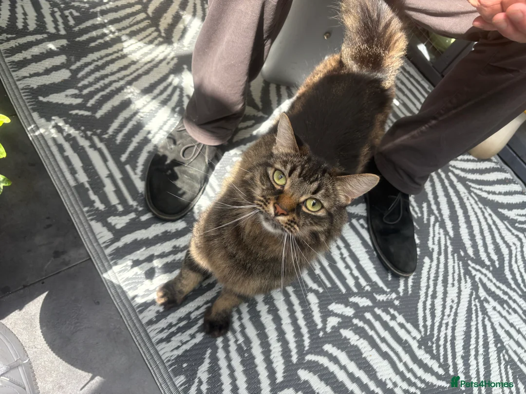 Mixed Breed cats for sale: Male cat  - Advert 3
