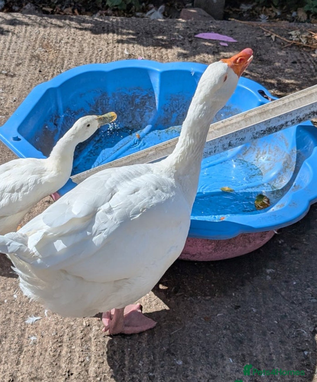 Geese poultry for sale: Free geese looking to rehome  - Image 2