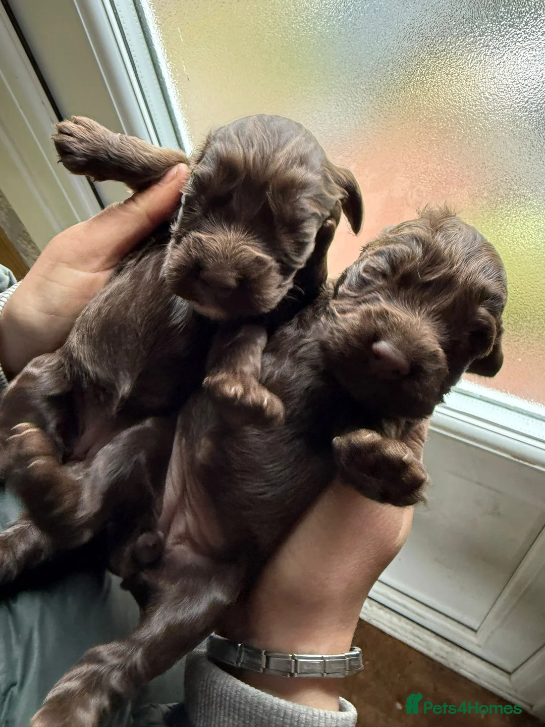 Cocker Spaniel dogs for sale: Beautiful cocker spaniel puppies in Morecambe - Advert 13