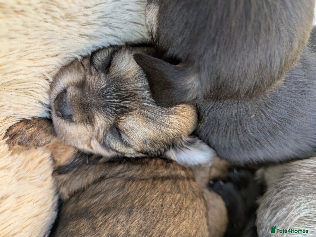 Chipoo dogs for sale: Health tested, non shed chipoos - Image 14