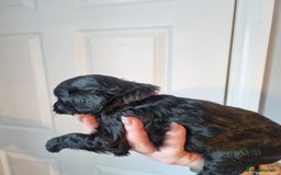 Cockapoo dogs for sale: Toy f1b - Image 10