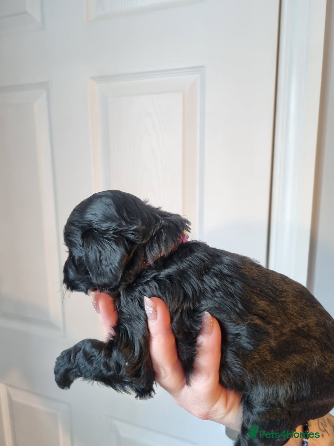 Cockapoo dogs for sale: Toy f1b - Image 10