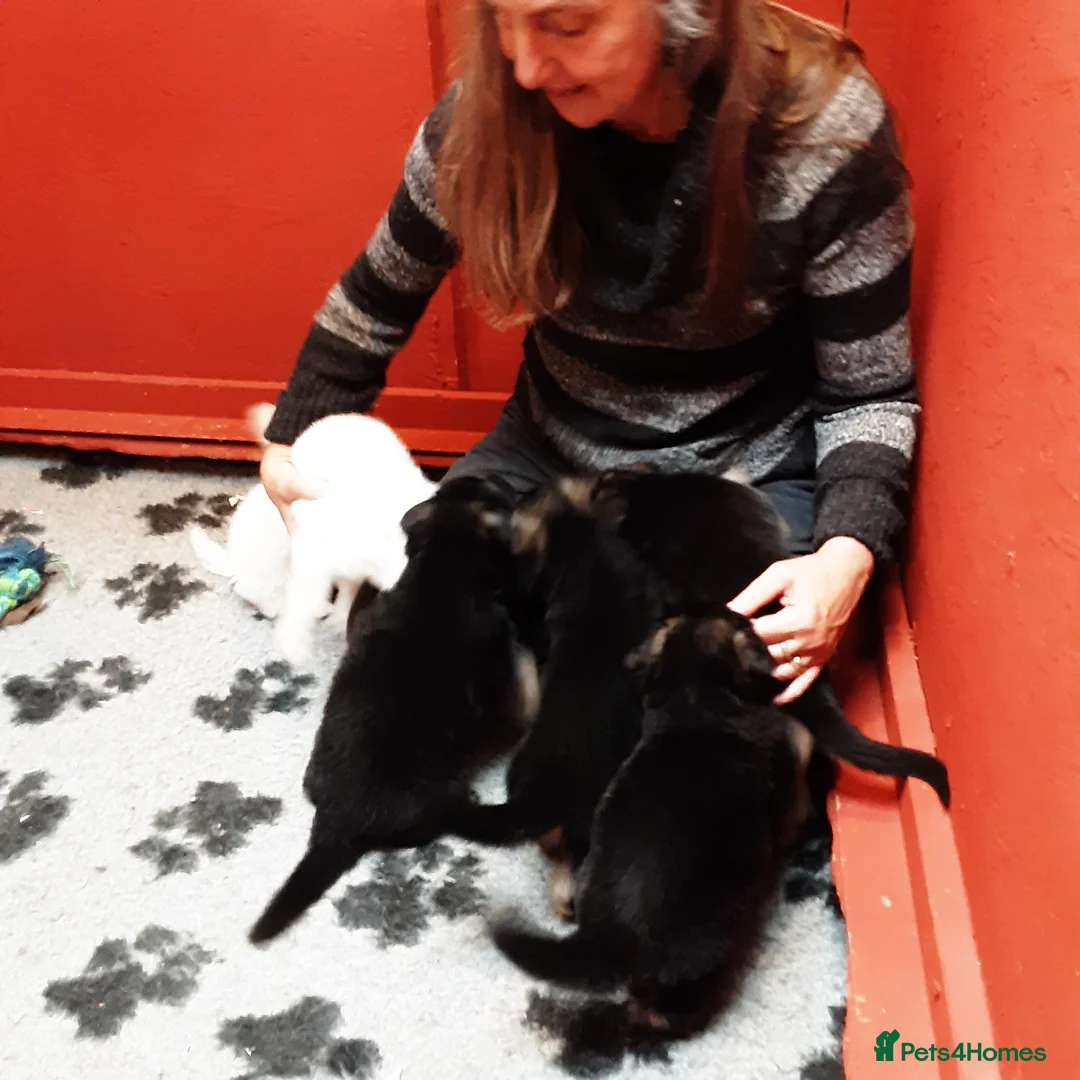 German Shepherd dogs for sale: Stunning KC reg German Shepherd pups - Advert 9