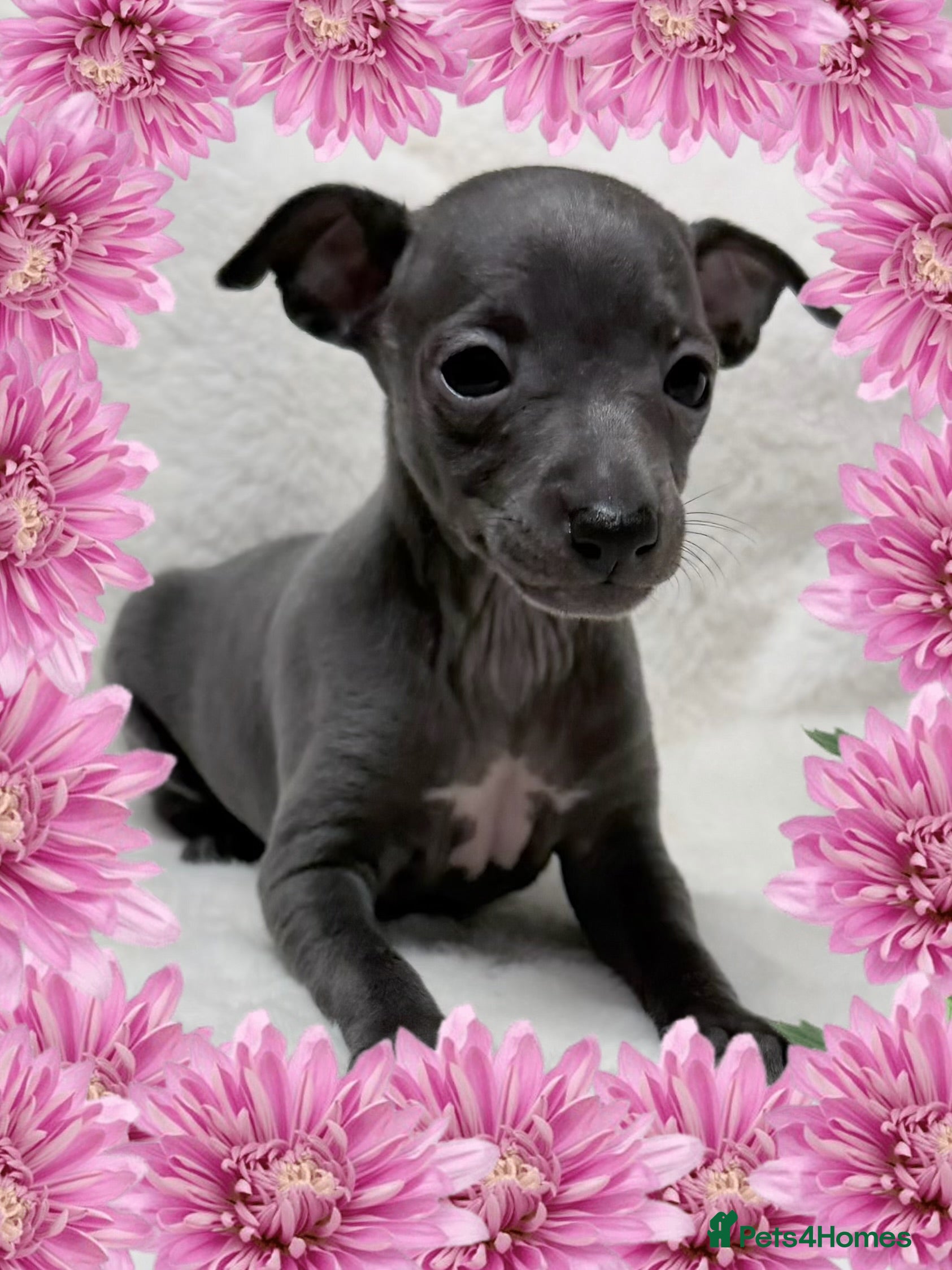 Italian Greyhound dogs Exceptionally Tiny Blue KC reg girl.  - Advert 7