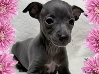 Italian Greyhound dogs Exceptionally Tiny Blue KC reg girl. - Advert 6