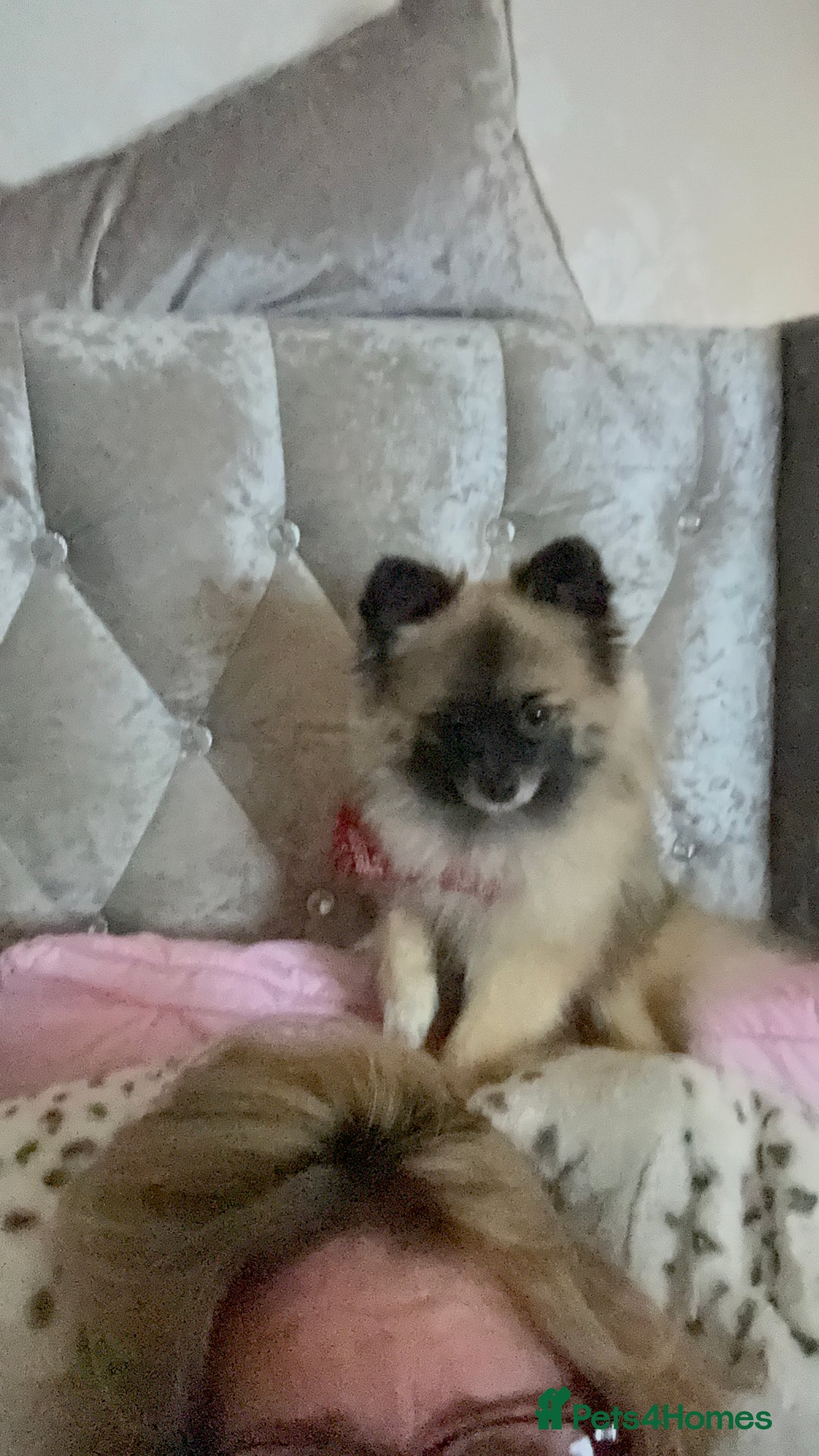 Pomeranian dogs for stud: 2kg, KC Registered, Proven, Pomeranian  in Cardiff - Advert 24