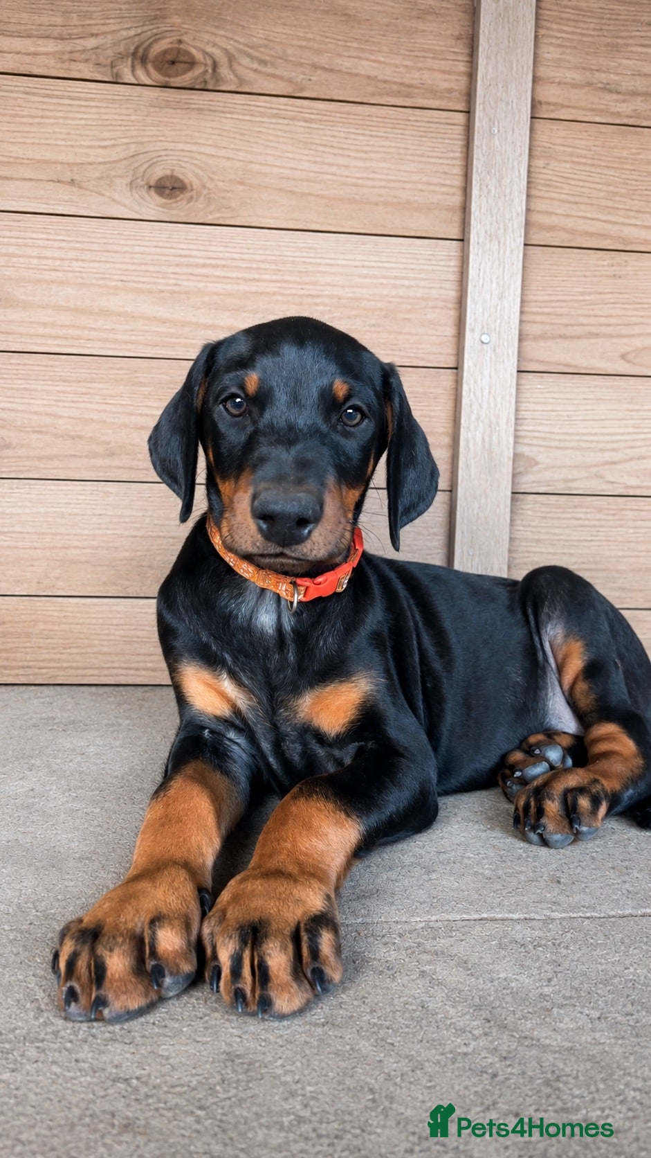 Dobermann dogs KC registered Dobermann puppies  - Advert 1