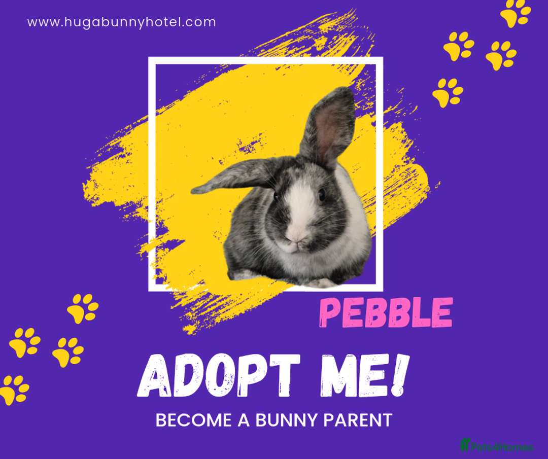 Mixed Breed rabbits for sale: Pebble Vaccinated and Spayed - Advert 2