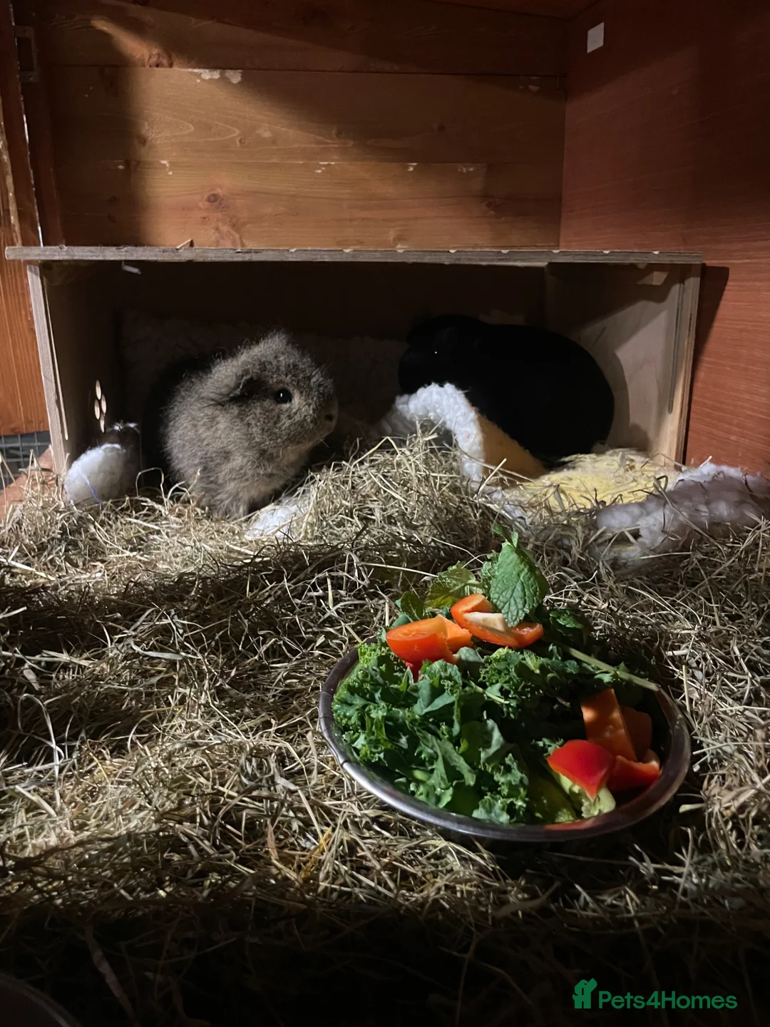 Guinea Pig rodents for sale: Pair of Male Guinea Pigs Seeking Forever Home - Advert 5