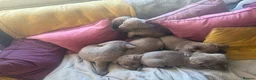 Labrador Retriever dogs for sale: Silver labradors  - Advert 10