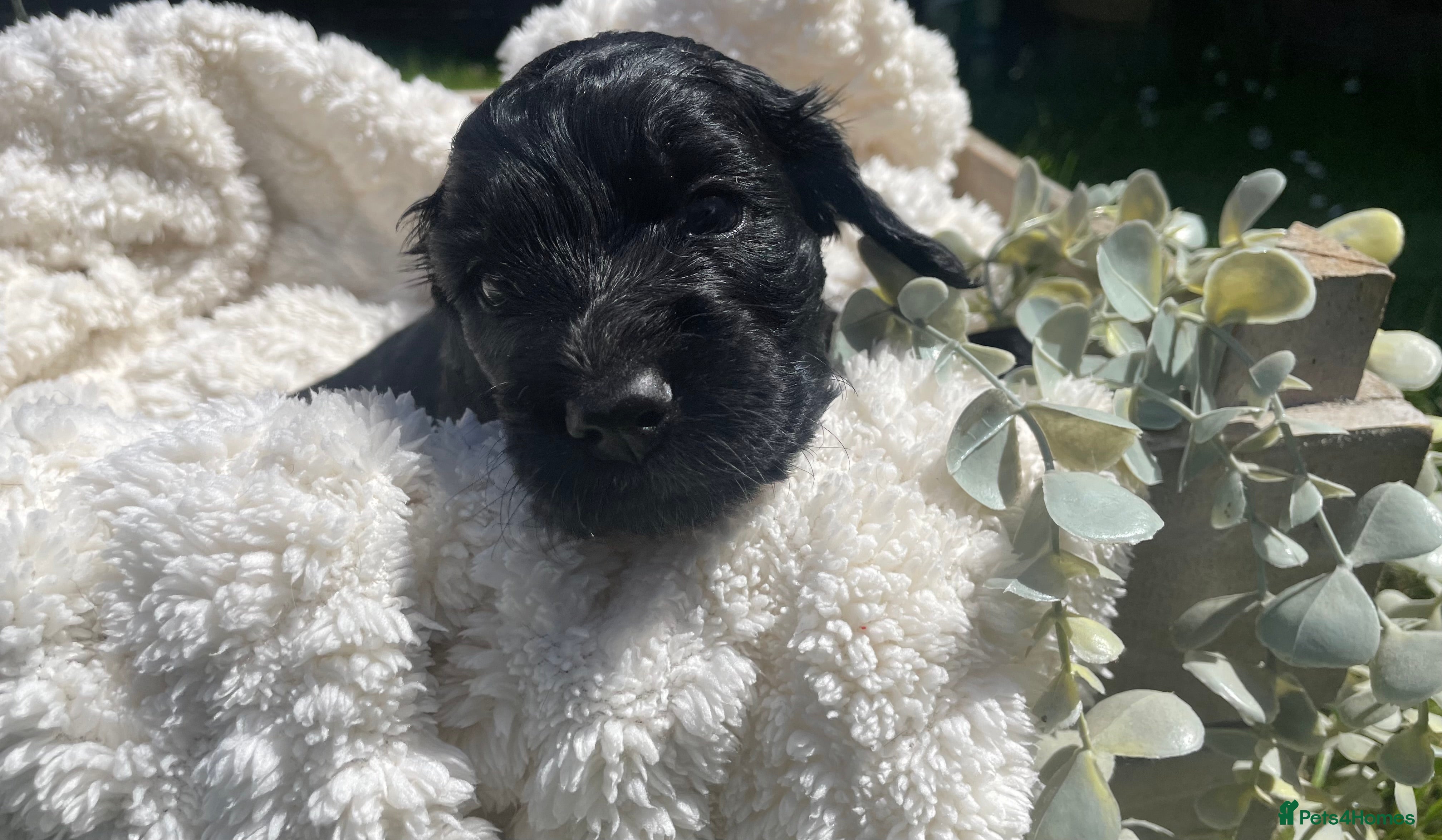 Cockapoo dogs for sale: Stunning F1b Cockapoo puppies - Advert 6