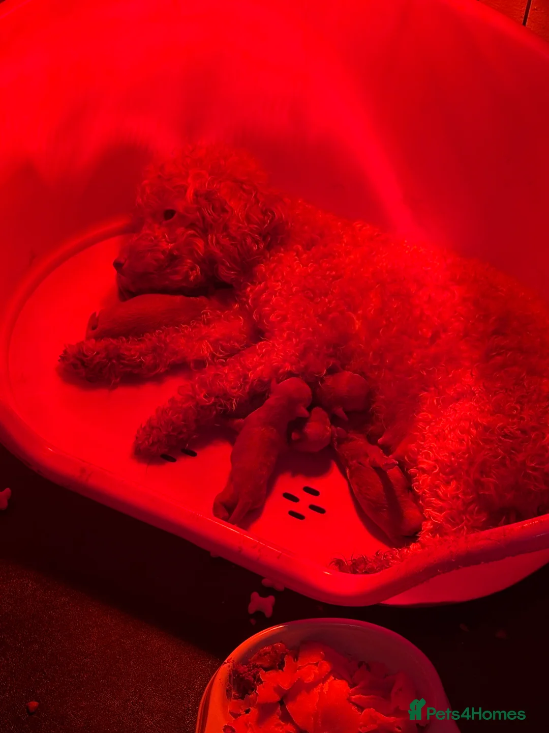 Toy Poodle dogs for sale: Beautiful litter of toy poodle puppies - Advert 1