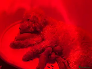 Toy Poodle dogs Beautiful litter of toy poodle puppies - Advert 3