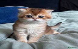 Scottish Fold cats for sale: Scottish Straight Golden Shaded Rare Affectionate - Image 8