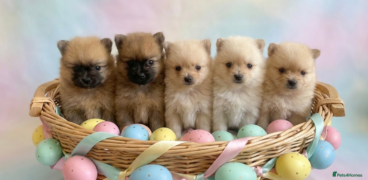 Pomeranian dogs Pomeranians  - Advert 2