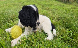 Mixed Breed dogs for sale: Springaliers - Image 3