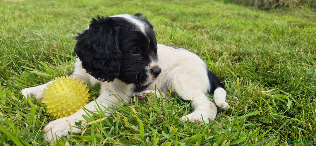 Mixed Breed dogs for sale: Springaliers - Image 3