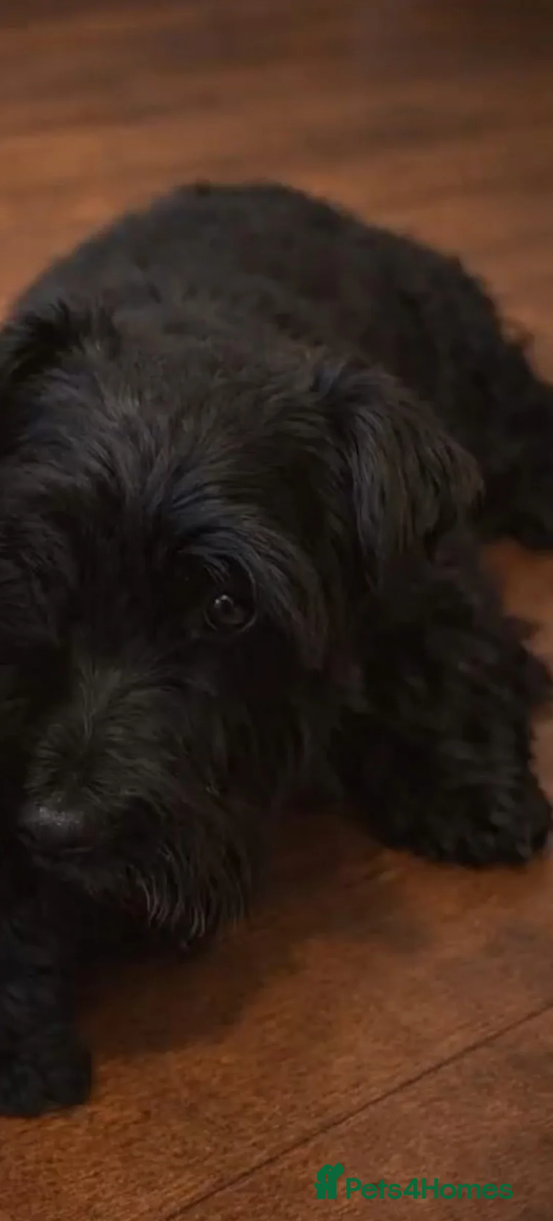 Scottish Terrier dogs for sale: 🖤 Scottish terrier puppy🖤 - Advert 5