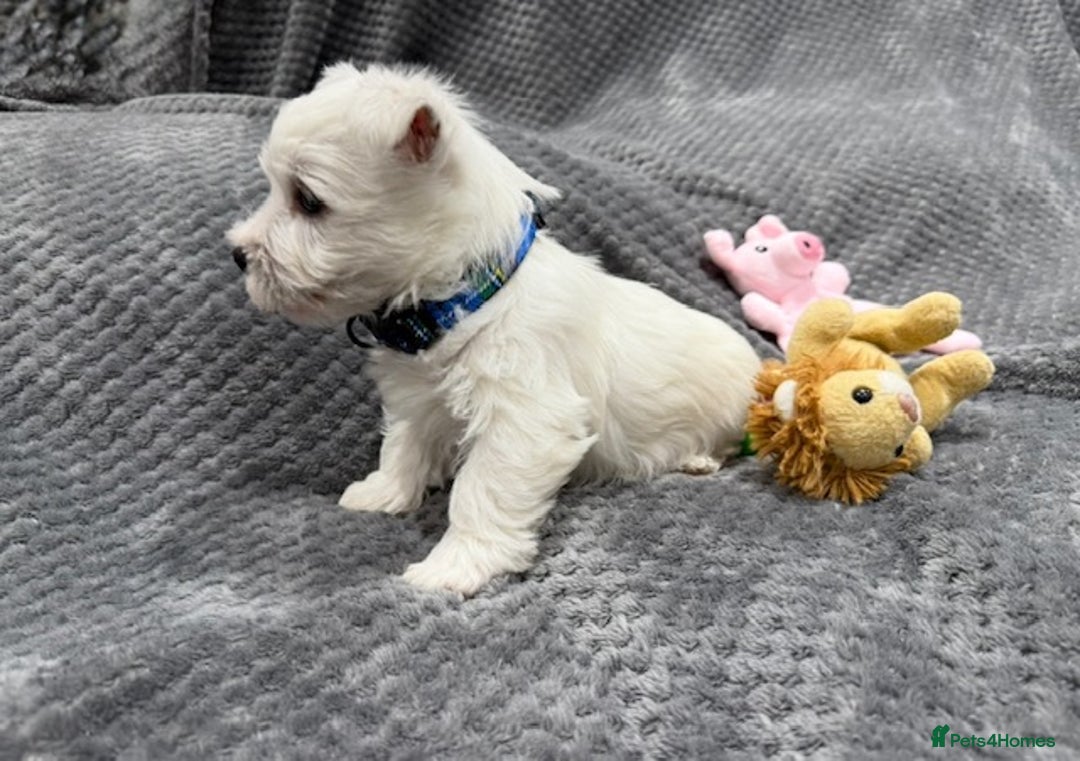 West Highland Terrier dogs for sale: KC REGISTERED Boys & Girl available - Image 9