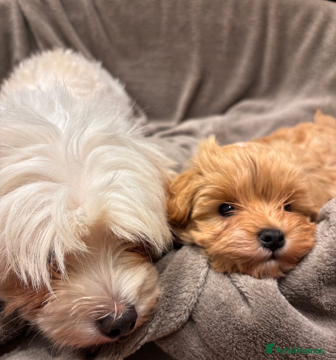 Maltipoo dogs for sale: TINY F1 Fully health tested Girls - Advert 7