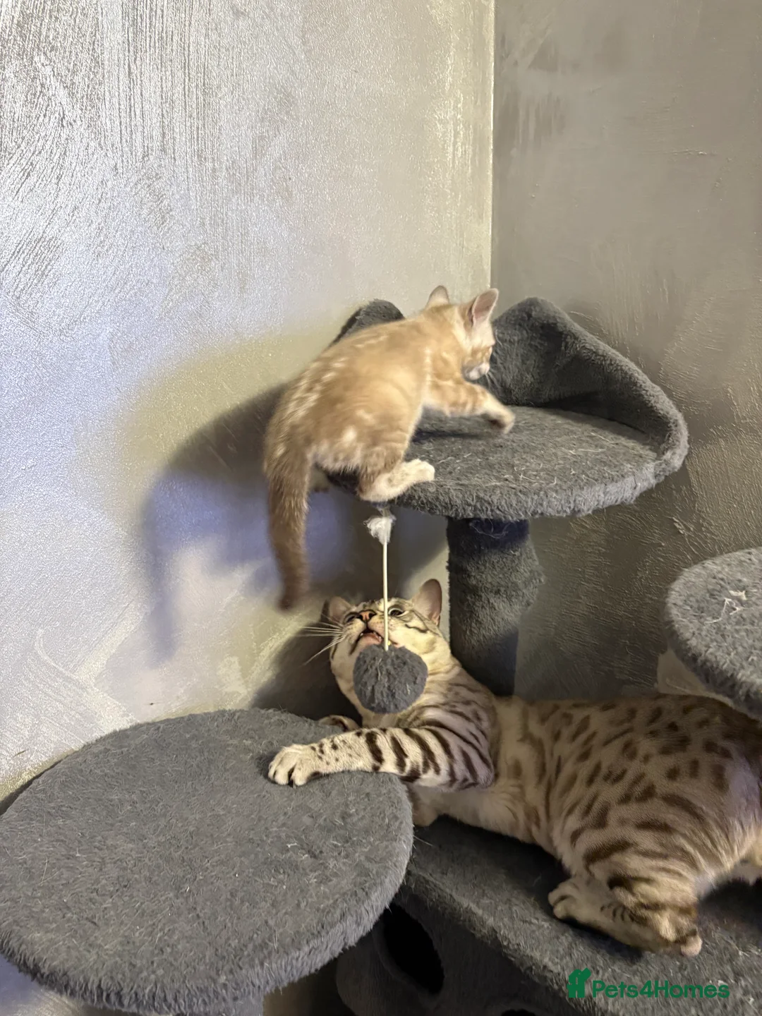 Bengal cats for sale: Bengal tiger kittens  - Advert 24