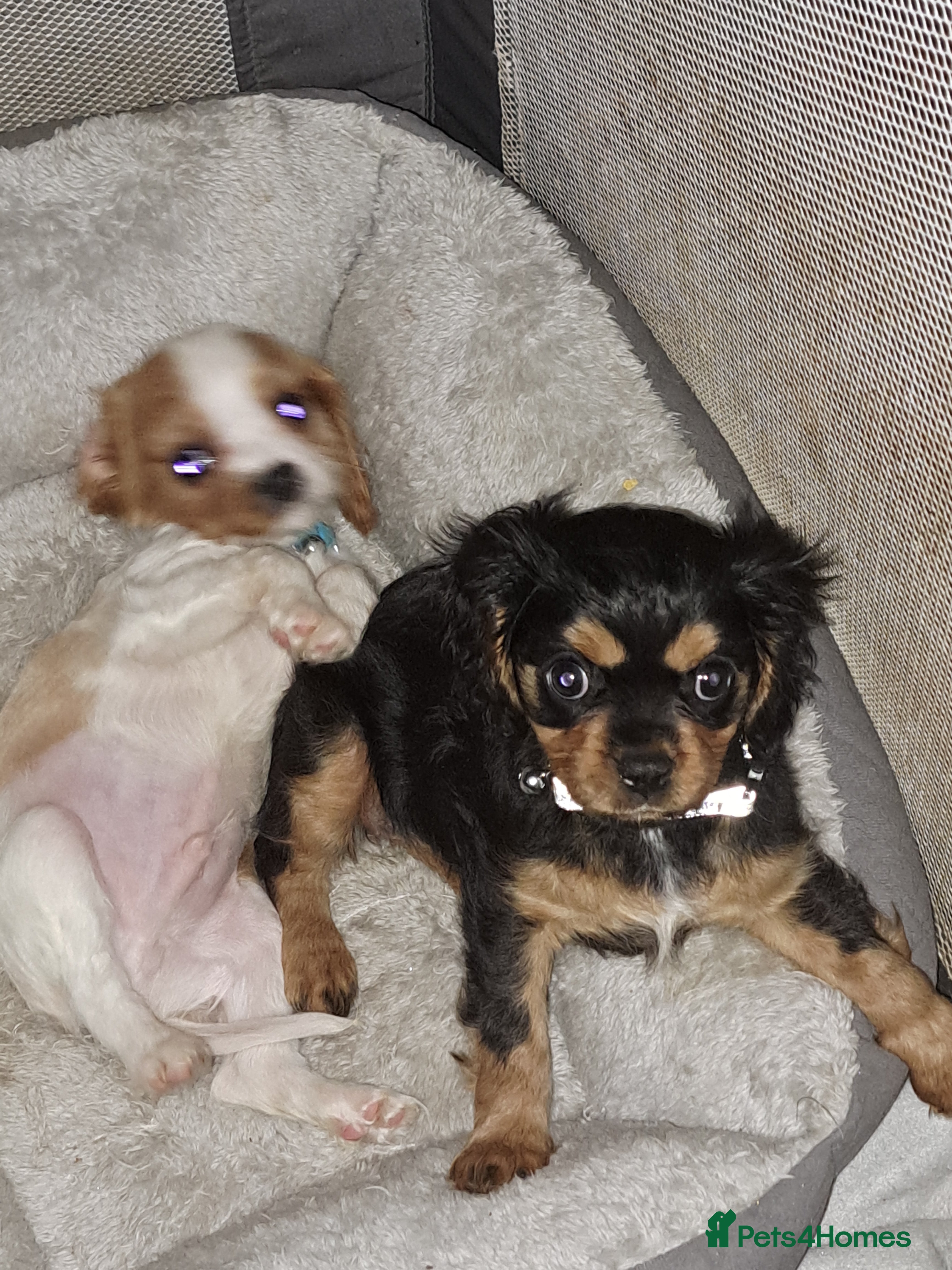 Cavalier King Charles Spaniel dogs For sale  - Advert 1
