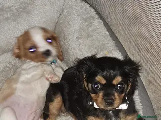 Cavalier King Charles Spaniel dogs For sale - Advert 1