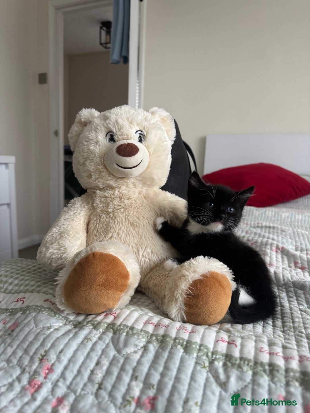 Bombay cats for sale: Cute Kittens for sale  - Image 5
