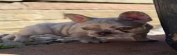 French Bulldog dogs for sale: Outstanding Frenchbull dog - Advert 7