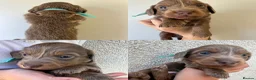 Miniature Dachshund dogs for sale: READY TO LEAVE unreal long hair KC stunning💙💕 - Advert 21