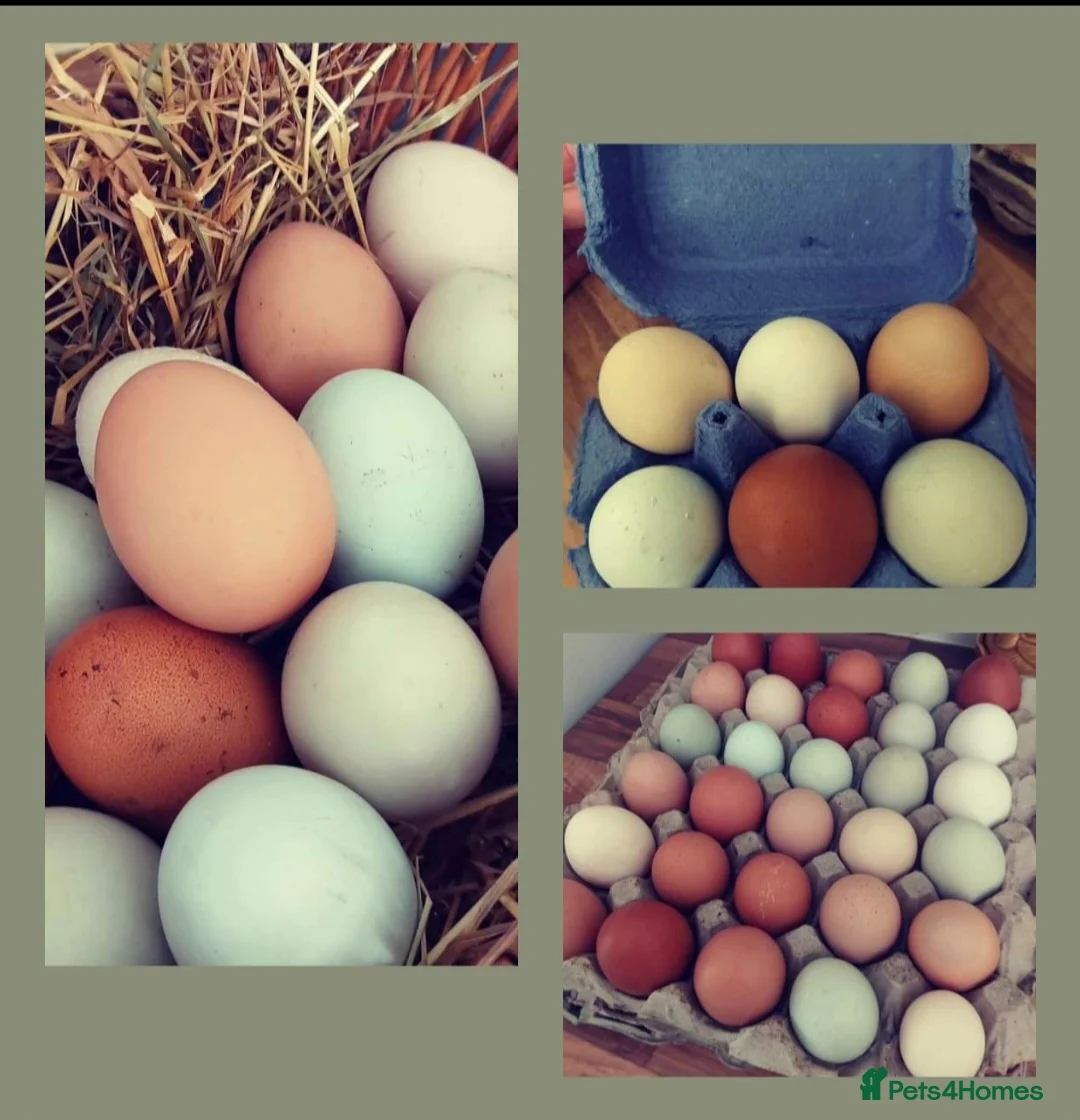 Chickens poultry for sale: Chicks for sale...  day olds, £7  - Advert 2