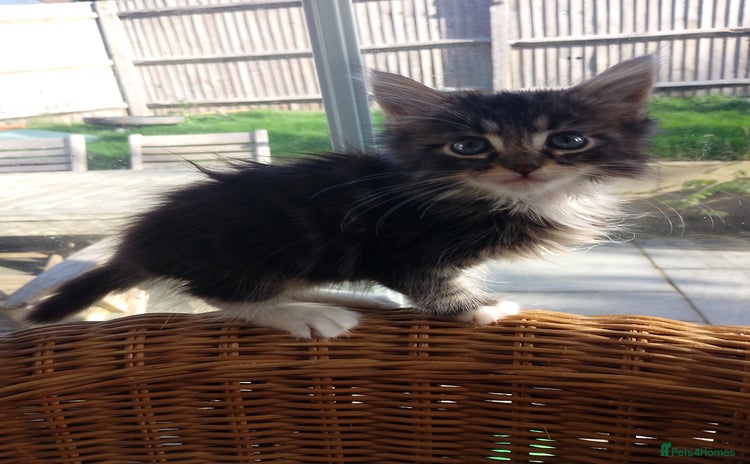 Maine Coon cats - Advert 5