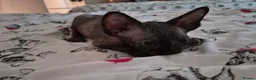 Sphynx cats for sale: Canadian sphynx kittens looking for home - Advert 9