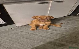 Dogue De Bordeaux dogs for sale: Dogue de bordeux  puppies  - Image 13