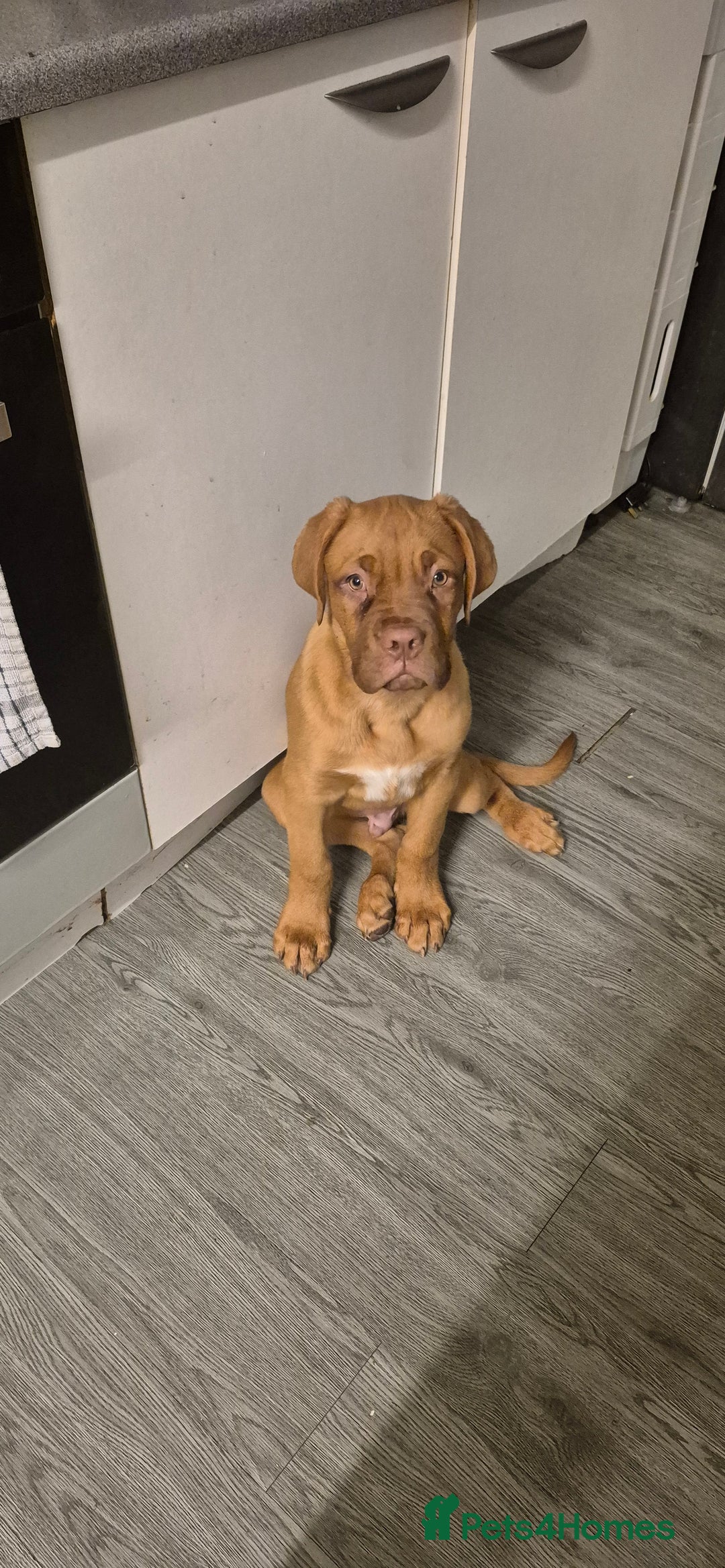 Dogue De Bordeaux dogs for sale: Dogue de bordeux  puppies  - Image 13
