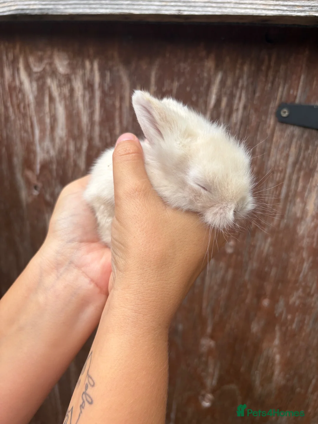 Mini Lion Lop rabbits for sale: Baby lionlop bunnies  - Advert 2