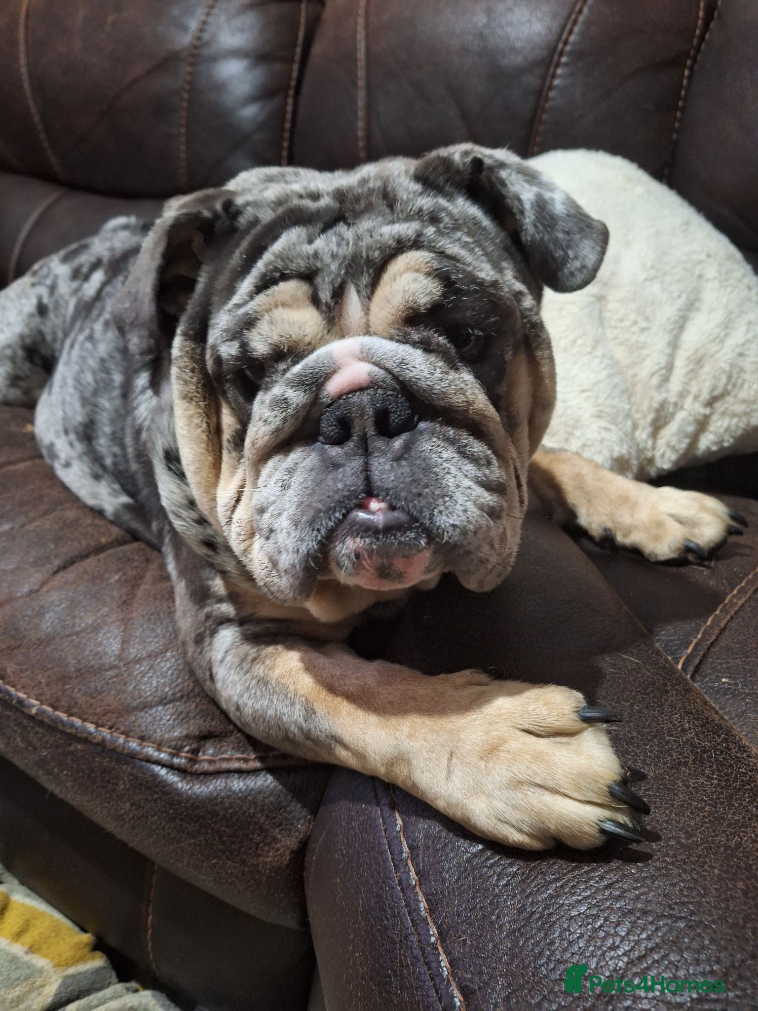 English Bulldog dogs Grey merl bulldog bitch - Advert 1