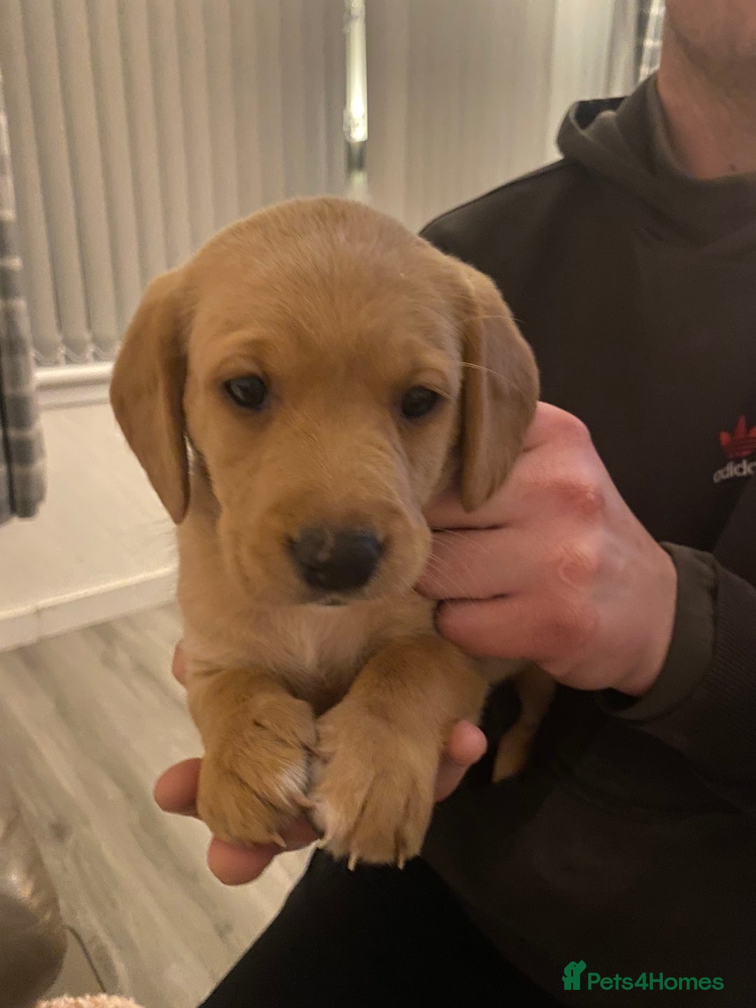 Springador dogs for sale: Labrador puppies - Advert 2