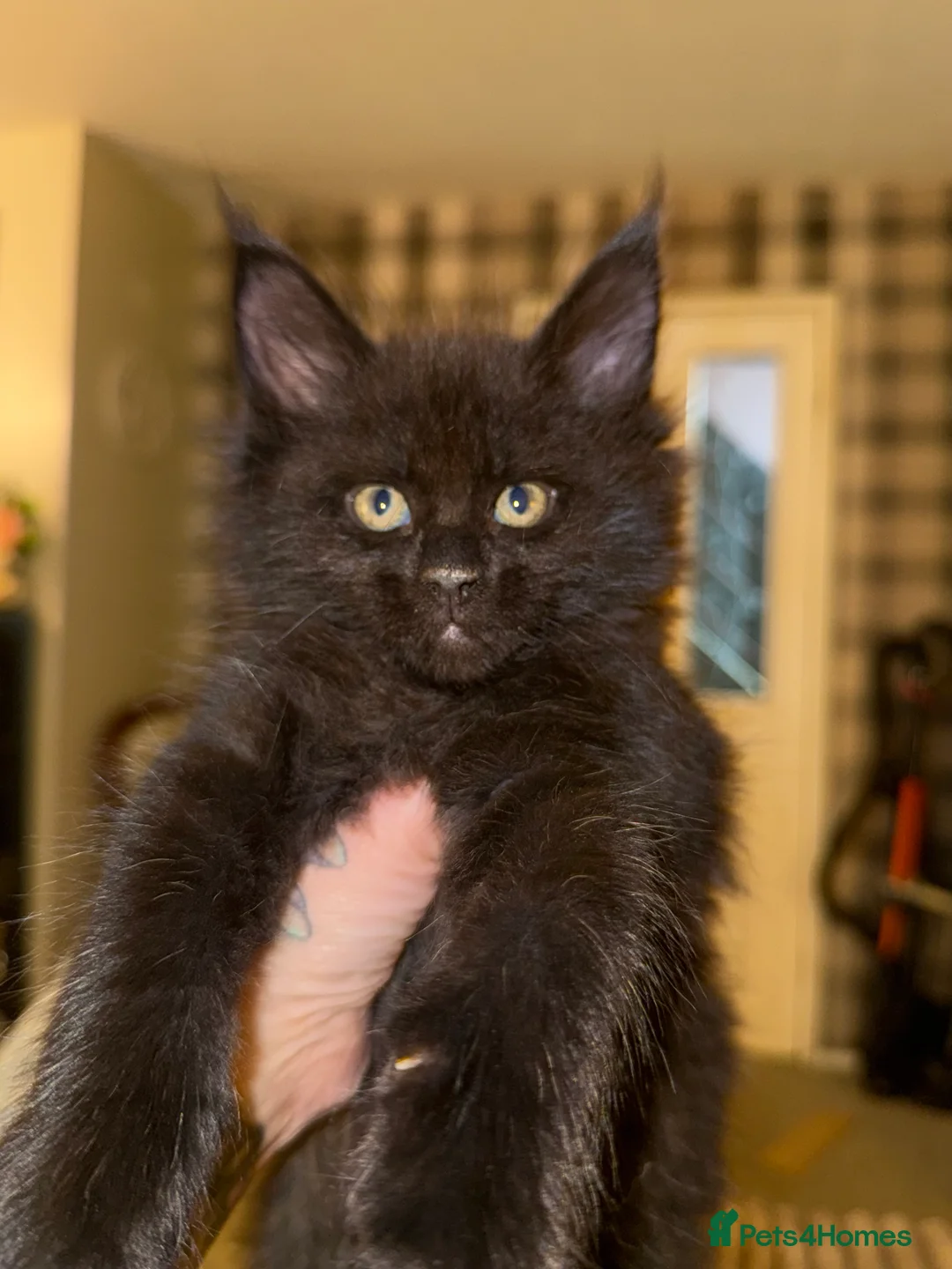 Maine Coon cats for sale: Beautiful Maine Coon Kittens - Advert 17