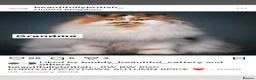 British Longhair cats for sale: PEDIGREE British Longhair kittens - Advert 16