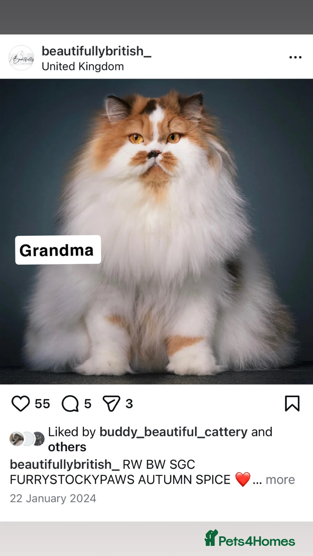 British Longhair cats for sale: PEDIGREE British Longhair kittens - Advert 16