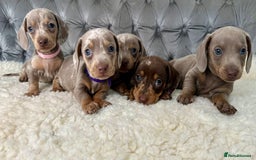 Miniature Dachshund dogs for sale: Miniature Dachshund Puppies ONE LEFT - Image 7