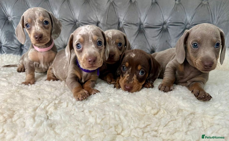 Miniature Dachshund dogs - Advert 4